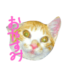 猫猫先生！！！（個別スタンプ：3）