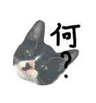 猫猫先生！！！（個別スタンプ：4）