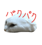 猫猫先生！！！（個別スタンプ：5）