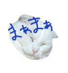 猫猫先生！！！（個別スタンプ：6）
