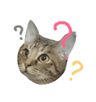猫猫先生！！！（個別スタンプ：7）