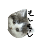 猫猫先生！！！（個別スタンプ：8）