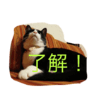 ニャンコ！（個別スタンプ：1）