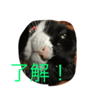 ニャンコ！（個別スタンプ：2）