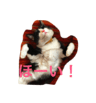 ニャンコ！（個別スタンプ：5）