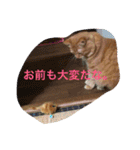 そらの俺様ひとりごと集 第1弾（個別スタンプ：17）