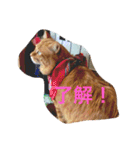 そらの俺様ひとりごと集 第1弾（個別スタンプ：19）