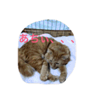 そらの俺様ひとりごと集 第1弾（個別スタンプ：29）