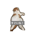 茶々丸くん（個別スタンプ：1）