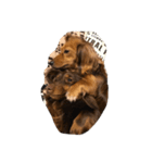 犬ちゃ（個別スタンプ：1）