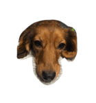 犬ちゃ（個別スタンプ：3）