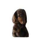 犬ちゃ（個別スタンプ：4）