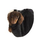 犬ちゃ（個別スタンプ：5）