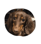 犬ちゃ（個別スタンプ：7）