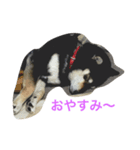 黒柴ひめ（個別スタンプ：1）