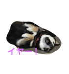黒柴ひめ（個別スタンプ：7）