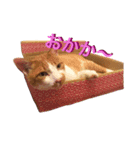 ちゃ〜ちゃん（個別スタンプ：6）