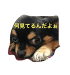 レオニダスの日常（個別スタンプ：1）