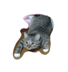猫のちょこちゃん（個別スタンプ：2）