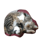 猫のちょこちゃん（個別スタンプ：3）