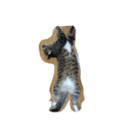 猫のちょこちゃん（個別スタンプ：4）