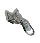 猫のちょこちゃん（個別スタンプ：7）