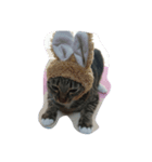 猫のちょこちゃん（個別スタンプ：8）