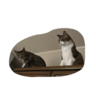 我が家の猫！！（個別スタンプ：2）