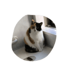 我が家の猫！！（個別スタンプ：3）