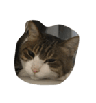 我が家の猫！！（個別スタンプ：4）