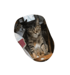 我が家の猫！！（個別スタンプ：6）
