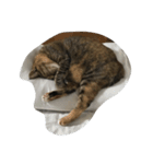 我が家の猫！！（個別スタンプ：7）