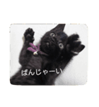 こねこ写真集（個別スタンプ：2）