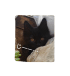 こねこ写真集（個別スタンプ：4）