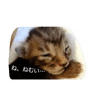 こねこ写真集（個別スタンプ：7）