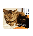 こねこ写真集（個別スタンプ：8）