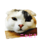 朝井ももちゃん（個別スタンプ：2）