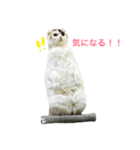 朝井ももちゃん（個別スタンプ：4）