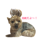 ヨーキーココアちゃん（個別スタンプ：1）