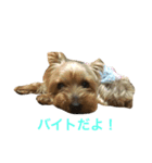 ヨーキーココアちゃん（個別スタンプ：3）
