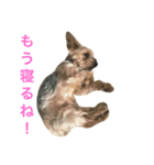 ヨーキーココアちゃん（個別スタンプ：8）