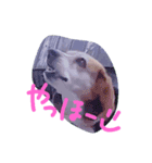 ほっこりビーグル（個別スタンプ：6）