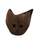 にゃんたーだう（個別スタンプ：4）