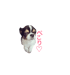 チワワの寅次郎。（個別スタンプ：2）