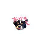 チワワの寅次郎。（個別スタンプ：5）