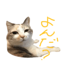 猫のぷん子さん（個別スタンプ：2）