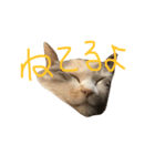 猫のぷん子さん（個別スタンプ：4）