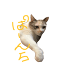 猫のぷん子さん（個別スタンプ：5）