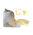 猫のぷん子さん（個別スタンプ：8）