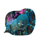 沖縄の海と生き物（個別スタンプ：13）